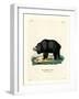 Sloth Bear-null-Framed Giclee Print