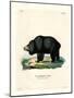 Sloth Bear-null-Mounted Giclee Print