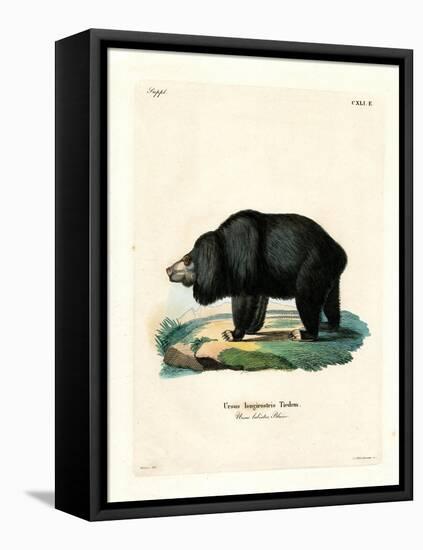 Sloth Bear-null-Framed Stretched Canvas
