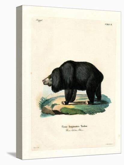 Sloth Bear-null-Stretched Canvas