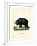 Sloth Bear-null-Framed Giclee Print