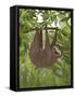 Sloth Hanging Around-Fab Funky-Framed Stretched Canvas