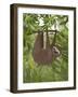 Sloth Hanging Around-Fab Funky-Framed Art Print