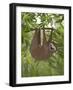 Sloth Hanging Around-Fab Funky-Framed Art Print