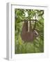 Sloth Hanging Around-Fab Funky-Framed Art Print