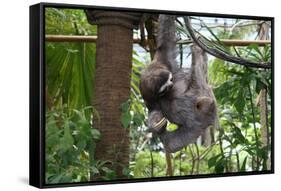 Sloth Hanging from Branch-classicalguitar86-Framed Stretched Canvas