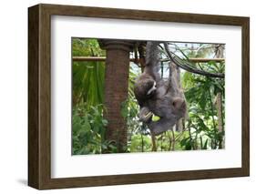 Sloth Hanging from Branch-classicalguitar86-Framed Photographic Print