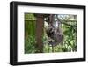 Sloth Hanging from Branch-classicalguitar86-Framed Photographic Print