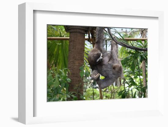 Sloth Hanging from Branch-classicalguitar86-Framed Photographic Print