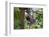 Sloth Hanging from Branch-classicalguitar86-Framed Photographic Print