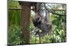 Sloth Hanging from Branch-classicalguitar86-Mounted Photographic Print