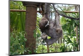 Sloth Hanging from Branch-classicalguitar86-Mounted Photographic Print