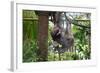 Sloth Hanging from Branch-classicalguitar86-Framed Photographic Print