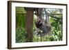 Sloth Hanging from Branch-classicalguitar86-Framed Photographic Print