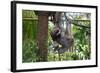 Sloth Hanging from Branch-classicalguitar86-Framed Photographic Print