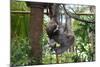 Sloth Hanging from Branch-classicalguitar86-Mounted Photographic Print