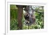 Sloth Hanging from Branch-classicalguitar86-Framed Photographic Print