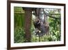 Sloth Hanging from Branch-classicalguitar86-Framed Photographic Print