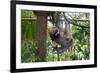 Sloth Hanging from Branch-classicalguitar86-Framed Photographic Print