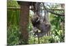 Sloth Hanging from Branch-classicalguitar86-Mounted Photographic Print