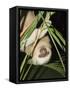 Sloth, Manuel Antonio, Costa Rica, Central America-R H Productions-Framed Stretched Canvas