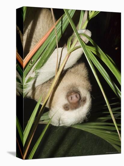 Sloth, Manuel Antonio, Costa Rica, Central America-R H Productions-Stretched Canvas