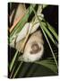 Sloth, Manuel Antonio, Costa Rica, Central America-R H Productions-Stretched Canvas