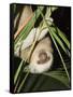 Sloth, Manuel Antonio, Costa Rica, Central America-R H Productions-Framed Stretched Canvas