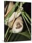 Sloth, Manuel Antonio, Costa Rica, Central America-R H Productions-Stretched Canvas