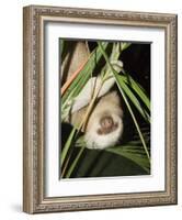 Sloth, Manuel Antonio, Costa Rica, Central America-R H Productions-Framed Photographic Print