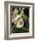 Sloth, Manuel Antonio, Costa Rica, Central America-R H Productions-Framed Photographic Print