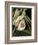 Sloth, Manuel Antonio, Costa Rica, Central America-R H Productions-Framed Photographic Print
