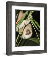 Sloth, Manuel Antonio, Costa Rica, Central America-R H Productions-Framed Photographic Print