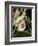 Sloth, Manuel Antonio, Costa Rica, Central America-R H Productions-Framed Photographic Print