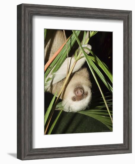 Sloth, Manuel Antonio, Costa Rica, Central America-R H Productions-Framed Photographic Print