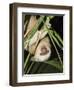 Sloth, Manuel Antonio, Costa Rica, Central America-R H Productions-Framed Photographic Print