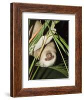 Sloth, Manuel Antonio, Costa Rica, Central America-R H Productions-Framed Photographic Print