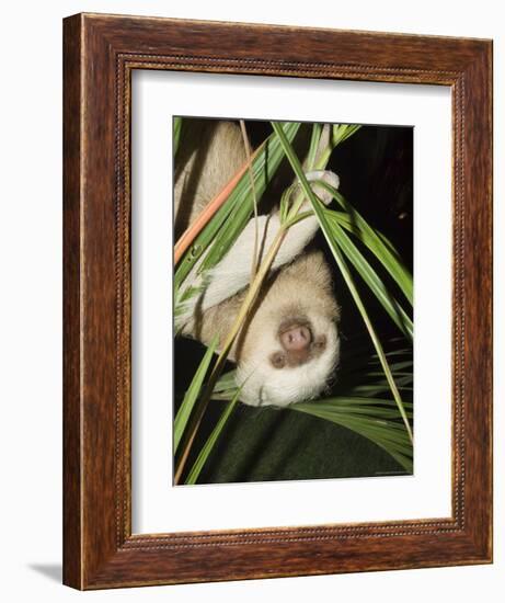 Sloth, Manuel Antonio, Costa Rica, Central America-R H Productions-Framed Photographic Print