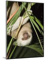 Sloth, Manuel Antonio, Costa Rica, Central America-R H Productions-Mounted Photographic Print