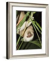 Sloth, Manuel Antonio, Costa Rica, Central America-R H Productions-Framed Photographic Print