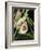 Sloth, Manuel Antonio, Costa Rica, Central America-R H Productions-Framed Photographic Print