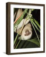 Sloth, Manuel Antonio, Costa Rica, Central America-R H Productions-Framed Photographic Print