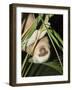 Sloth, Manuel Antonio, Costa Rica, Central America-R H Productions-Framed Photographic Print