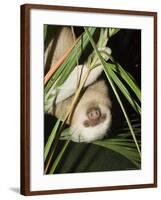 Sloth, Manuel Antonio, Costa Rica, Central America-R H Productions-Framed Photographic Print