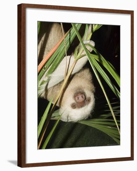 Sloth, Manuel Antonio, Costa Rica, Central America-R H Productions-Framed Photographic Print