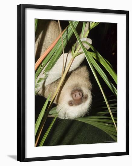 Sloth, Manuel Antonio, Costa Rica, Central America-R H Productions-Framed Photographic Print