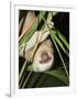 Sloth, Manuel Antonio, Costa Rica, Central America-R H Productions-Framed Photographic Print