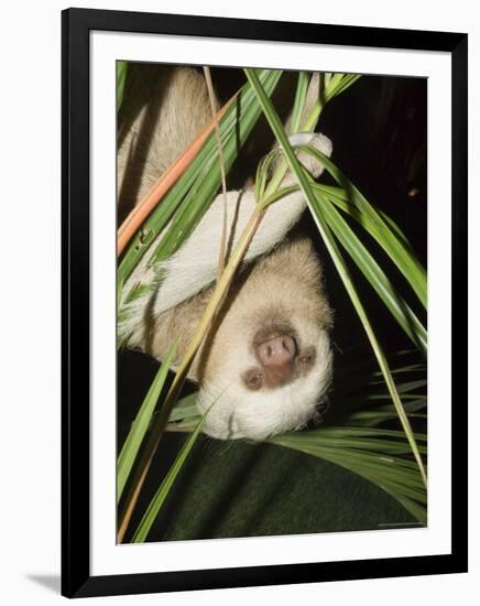 Sloth, Manuel Antonio, Costa Rica, Central America-R H Productions-Framed Photographic Print