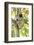 Sloth-Katrin Schloegl-Framed Photographic Print