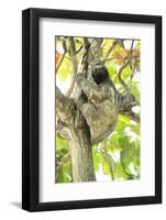 Sloth-Katrin Schloegl-Framed Photographic Print